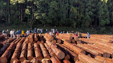 Wood Procurement2